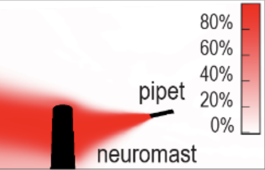 Lateral Line Hair Cells