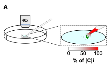 CSF-Contacting Neurons