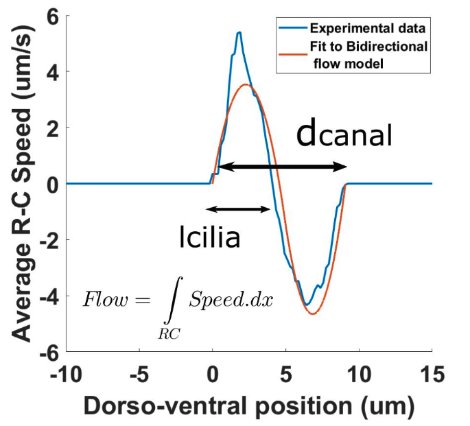 Cerebrospinal Fluid Flow